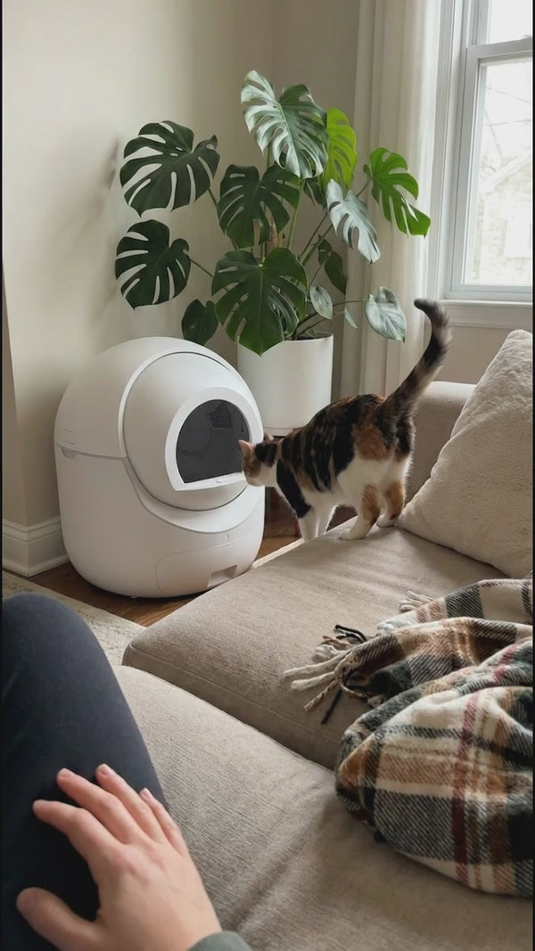 Vidéo 2 : Litière Automatique Pour Petits Espaces en fonctionnement - CatMatik Zen
